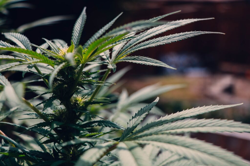 ¿Qué son las semillas de marihuana autoflorecientes?